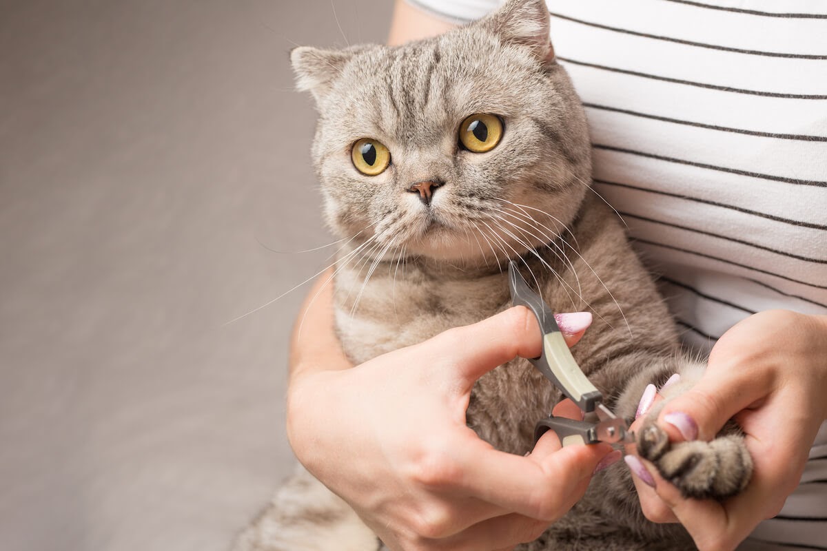 How To Cut A Crazy Cat S Nails